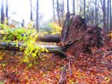 after Sandy